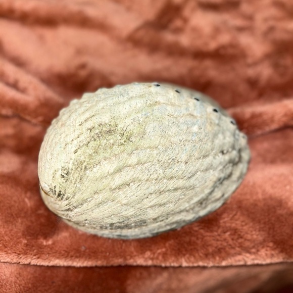 Conch Shell Catch-All - Iridescent & Natural - Picture 4 of 4